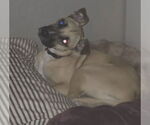 Small #2 Black Mouth Cur Mix