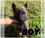 Small #8 Belgian Malinois