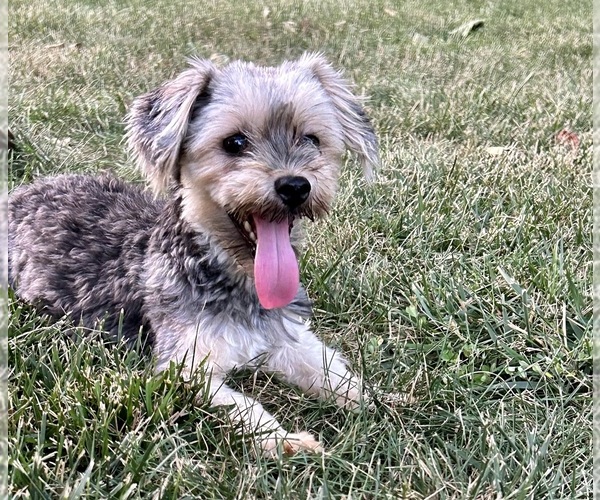 Medium Photo #1 Poovanese Puppy For Sale in KNOB NOSTER, MO, USA