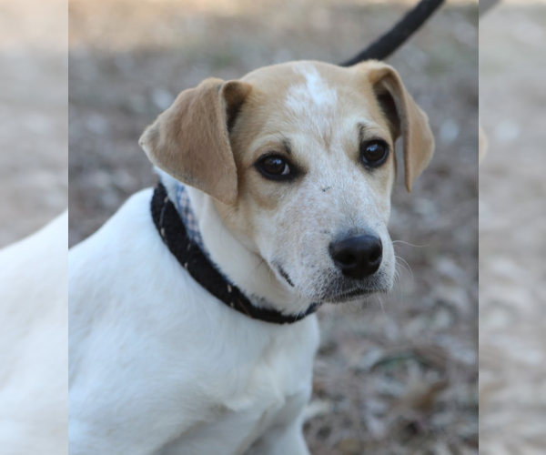 Medium Photo #1 Feist Terrier-Unknown Mix Puppy For Sale in Decatur, GA, USA