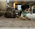 Small Photo #6 Mutt Puppy For Sale in Mundelein, IL, USA