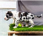 Small #4 Great Dane