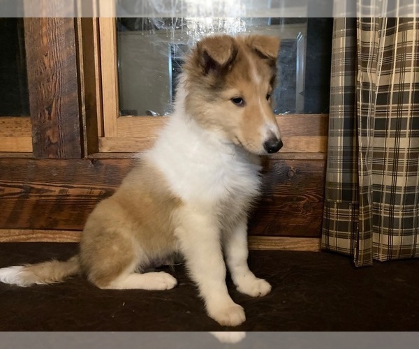 Medium Photo #2 Collie Puppy For Sale in SOMERSET, CO, USA