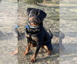 Small #3 Rottweiler
