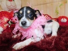 Small Photo #3 Jack-Rat Terrier-Rat Terrier Mix Puppy For Sale in HAMMOND, IN, USA