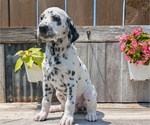 Small #2 Dalmatian