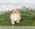 Small Photo #4 Cavapoo Puppy For Sale in MILLERSBURG, IN, USA
