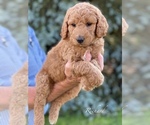 Small Photo #4 Goldendoodle-Poodle (Standard) Mix Puppy For Sale in WEST ALEXANDRIA, OH, USA