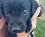 Small #2 Labrador Retriever