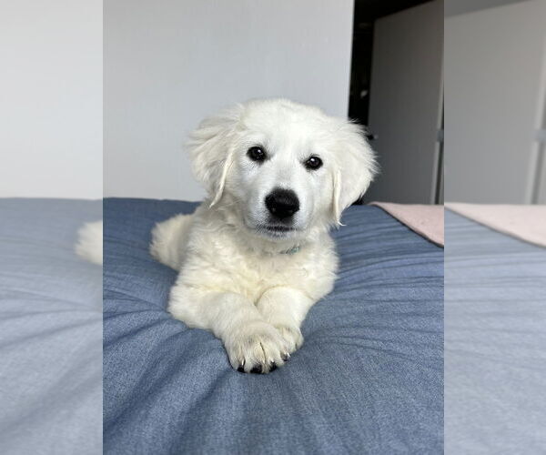 Medium Photo #4 Great Pyrenees Puppy For Sale in Pacifica, CA, USA