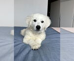 Small #3 Great Pyrenees
