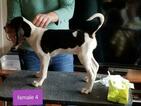 Small Photo #2 Treeing Walker Coonhound Puppy For Sale in WAKEFIELD, VA, USA
