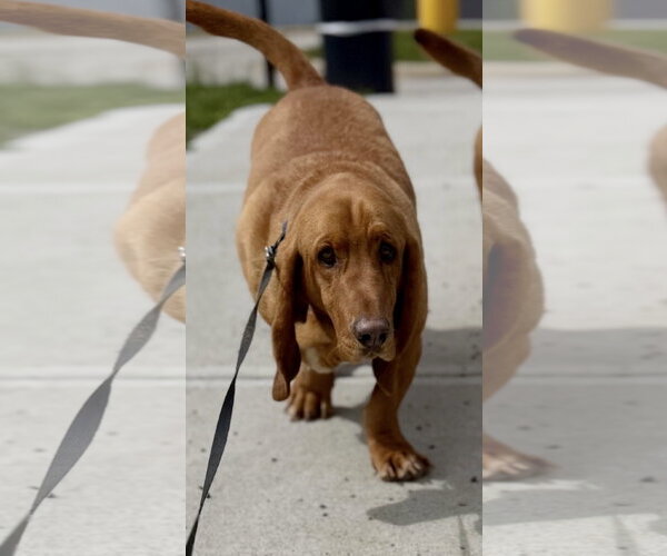 Medium Photo #2 Basset Hound Puppy For Sale in Brookville, OH, USA