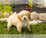 Small Photo #12 Golden Cavadoodle Puppy For Sale in MILLERSBURG, IN, USA