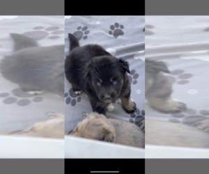 Miniature American Shepherd-Pomsky Mix Puppy for sale in DAYTONA BEACH, FL, USA