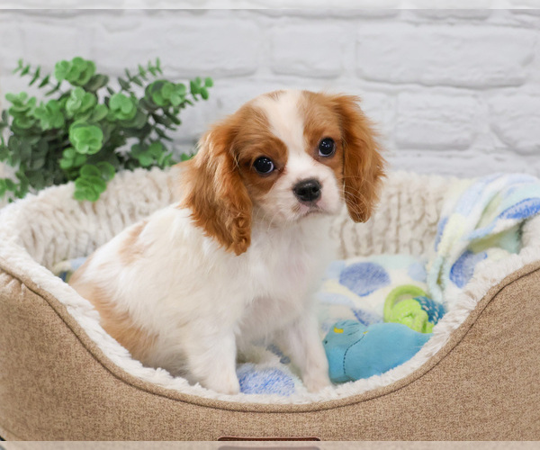 Medium Photo #8 Cavalier King Charles Spaniel Puppy For Sale in SYRACUSE, IN, USA