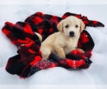 Small Photo #4 English Shepherd-Labrador Retriever Mix Puppy For Sale in FORT COLLINS, CO, USA