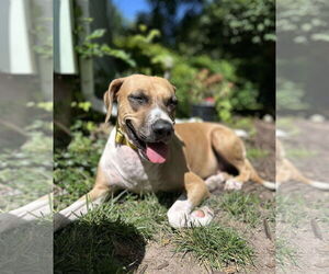 Black Mouth Cur-Unknown Mix Dogs for adoption in Clinton , MI, USA