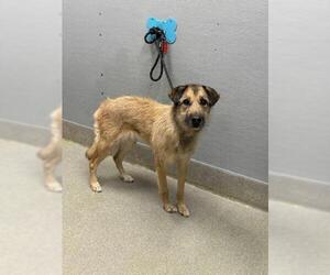 Irish Wolfhound-Unknown Mix Dogs for adoption in Las Vegas, NV, USA