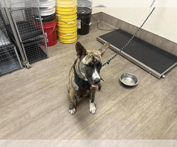 Medium Photo #1 Plott Hound-Unknown Mix Puppy For Sale in Pasadena, CA, USA