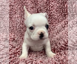 French Bulldog Puppy for sale in JOHNS ISLAND, SC, USA