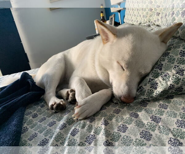 Medium Photo #4 Shiba Inu Puppy For Sale in Miami, FL, USA