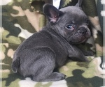 Small Photo #28 French Bulldog Puppy For Sale in CORONA, CA, USA