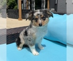 Small Photo #4 Australian Shepherd Puppy For Sale in FRANKLIN, IN, USA