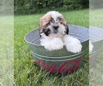 Small #2 Shih Tzu