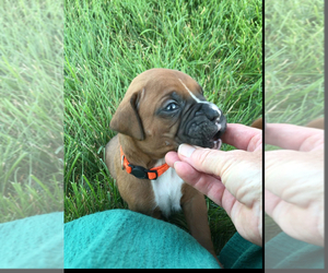 Boxer Puppy for Sale in APPLE CREEK, Ohio USA