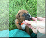 Image preview for Ad Listing. Nickname: Akc Duke