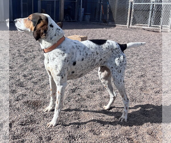 Medium Photo #5 Mutt Puppy For Sale in Webster, WI, USA