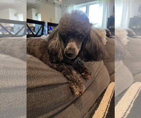Medium Photo #2 Poodle (Toy) Puppy For Sale in Pacolet, SC, USA