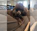 Small #1 Poodle (Toy)