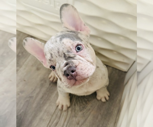 Medium Photo #1 French Bulldog Puppy For Sale in BURLINGAME, CA, USA
