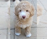 Small Photo #1 Aussie-Poo-Poodle (Miniature) Mix Puppy For Sale in PIONEER, CA, USA