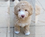 Puppy 1 Aussie-Poo-Poodle (Miniature) Mix