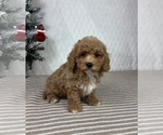 Small #4 Cavapoo (Miniature)