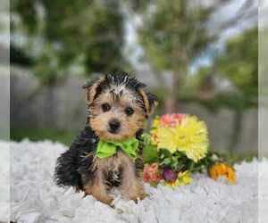 Yorkshire Terrier Puppy for sale in INDIANAPOLIS, IN, USA