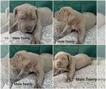 Small Photo #20 Neapolitan Mastiff Puppy For Sale in WASHBURN, MO, USA