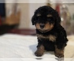 Small #15 Goldendoodle (Miniature)