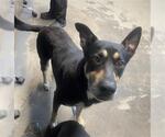 Small German Shepherd Dog Mix