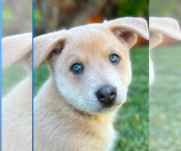 Medium Photo #9 Mutt Puppy For Sale in Lake Forest, CA, USA