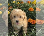 Small #1 Coton de Tulear-Poodle (Toy) Mix