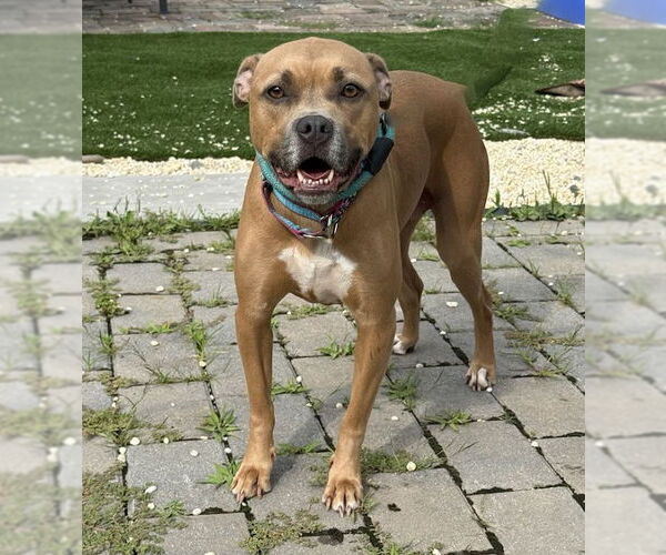 Medium Photo #5 Bullboxer Pit Puppy For Sale in Spring Lake, NJ, USA