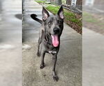 Small #6 German Shepherd Dog Mix