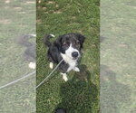 Small Collie