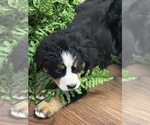 Puppy Gray Male Bernese Mountain Dog