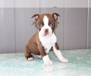Boston Terrier Puppy for sale in SHILOH, OH, USA