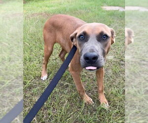 June - Female Labrador Retriever-Unknown Mix Dog for Adoption - Photo #5